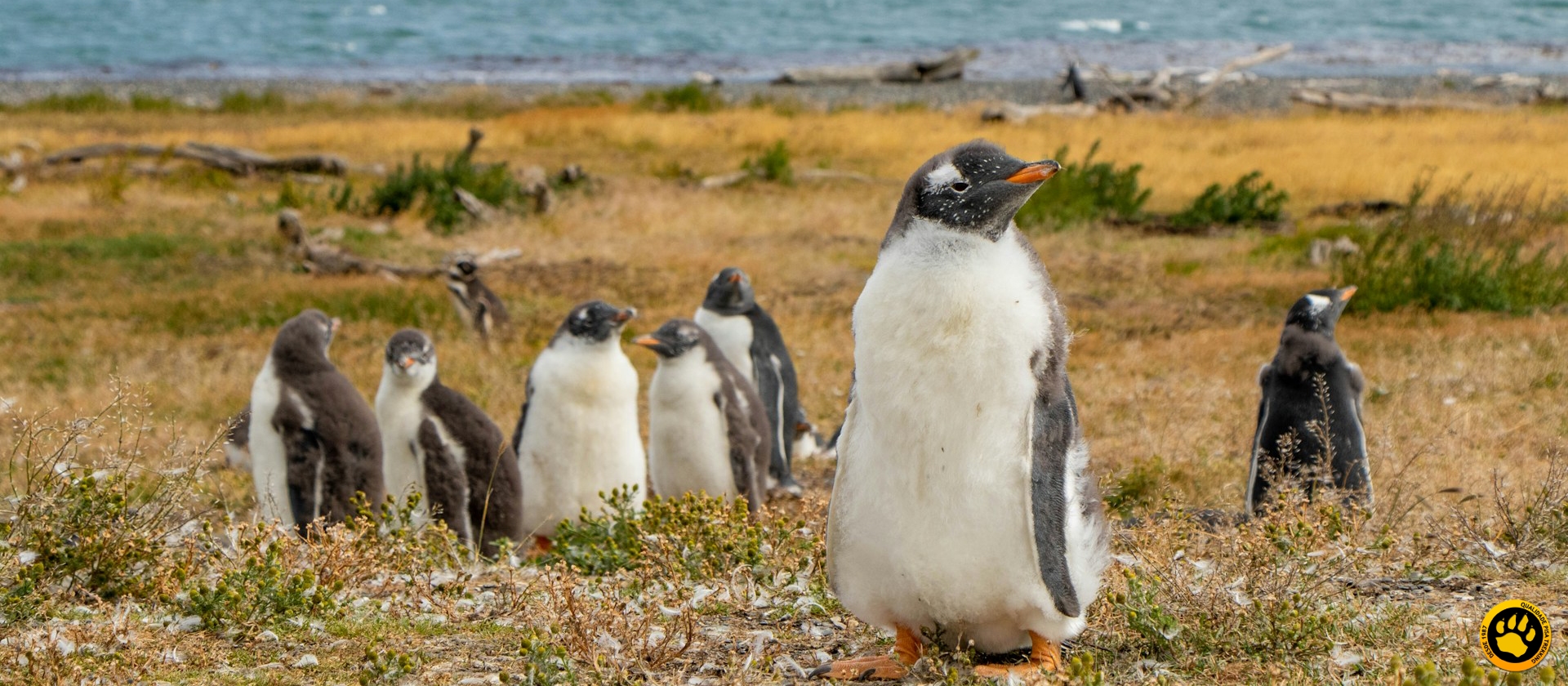 6 passeios imperdíveis em Ushuaia no verão