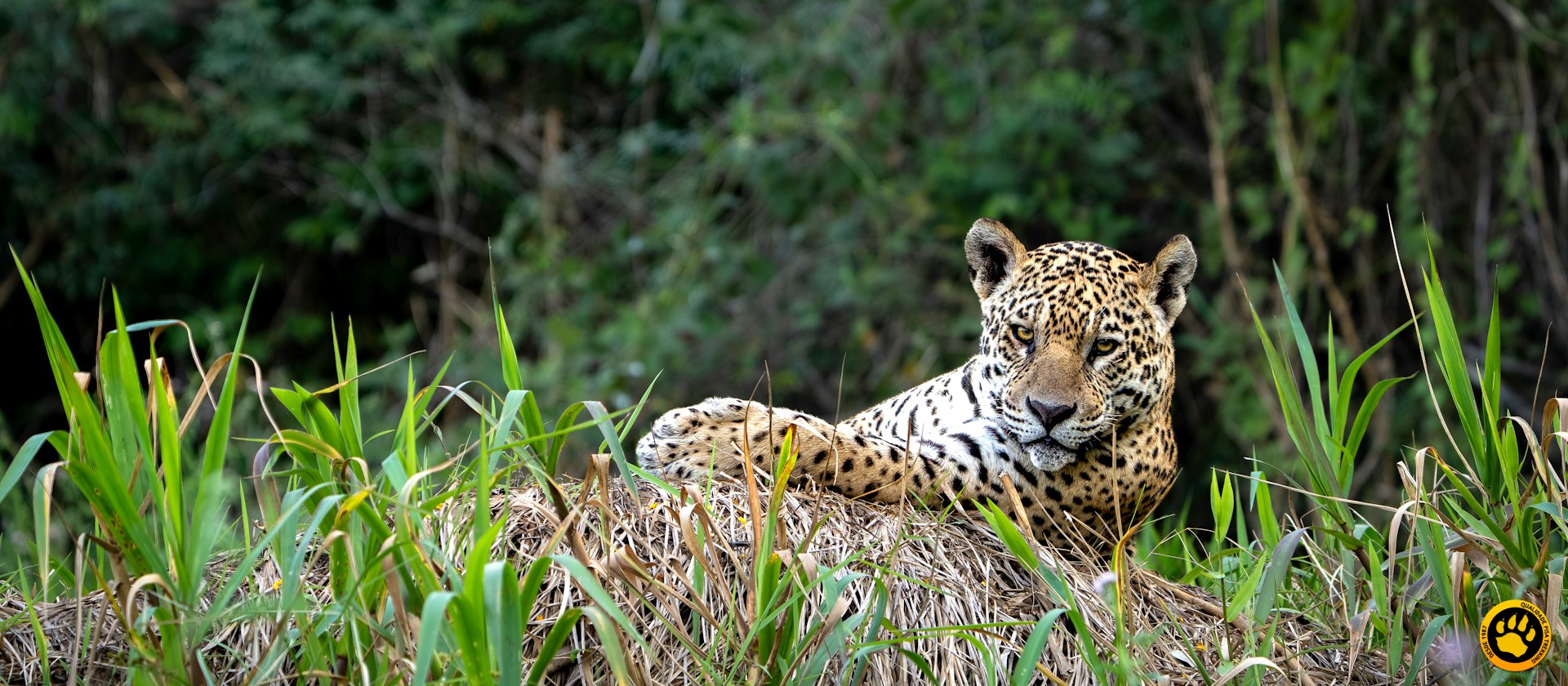 É fácil ver onças no Pantanal Norte?